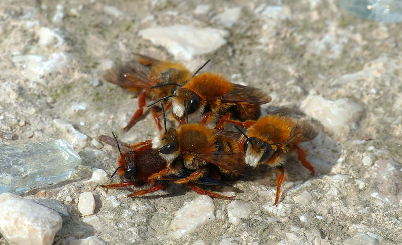 Apidae Megachilinae: Chalicodoma sicula